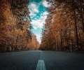 bosque carretera