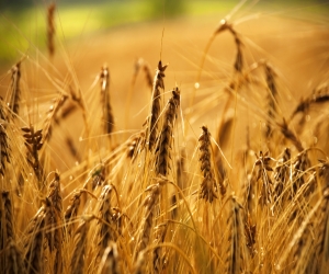 imagen Ayudas para jóvenes agricultores de Asturias